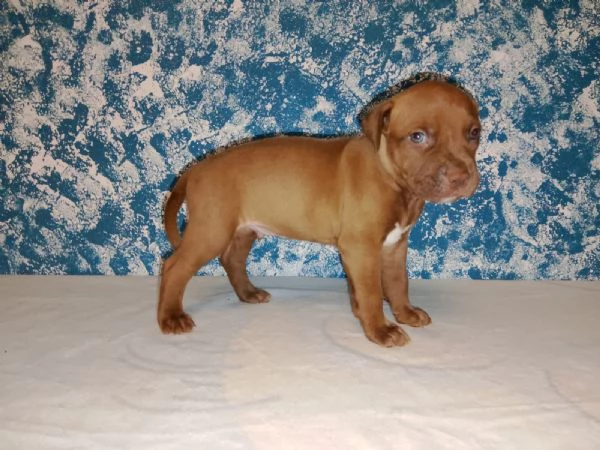 Cuccioli American Pitbull Terrier disponibili | Foto 3