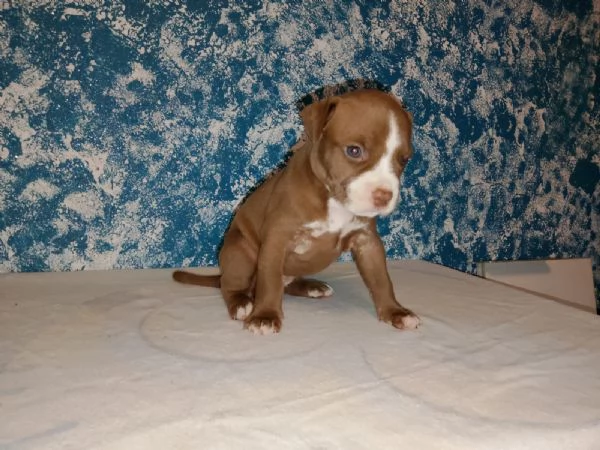 Cuccioli American Pitbull Terrier disponibili | Foto 2