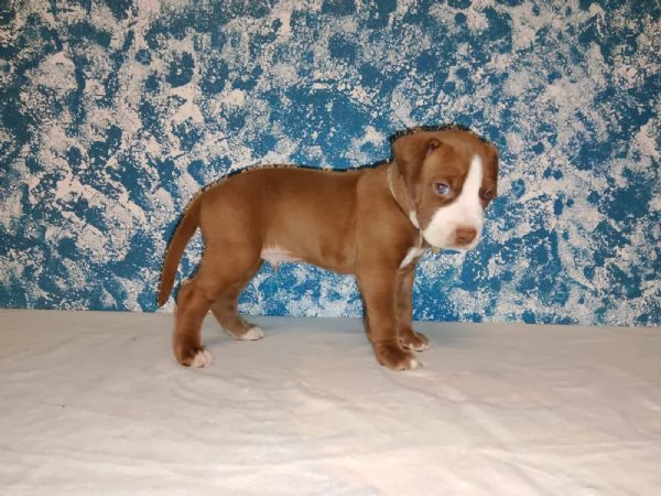 Cuccioli American Pitbull Terrier disponibili | Foto 1