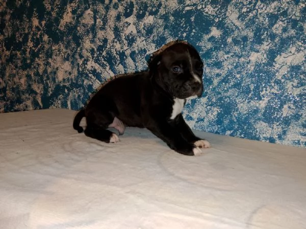 Cuccioli American Pitbull Terrier disponibili | Foto 0