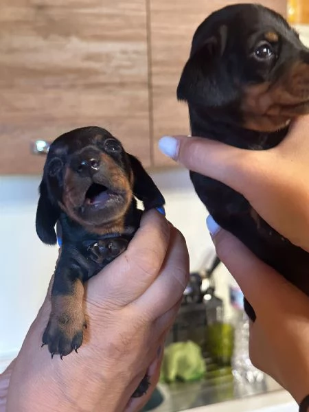 Cuccioli di bassotto Nano Kaninchen | Foto 6