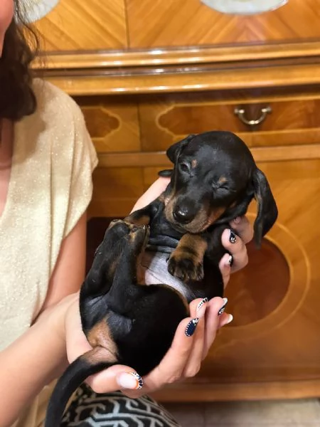 Cuccioli di bassotto Nano Kaninchen | Foto 4