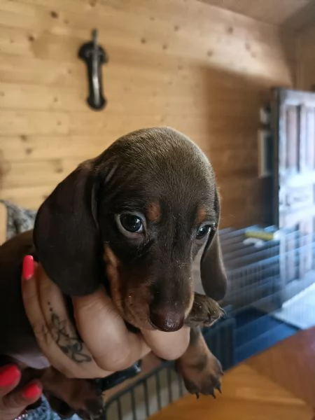 Cuccioli di bassotto Nano Kaninchen | Foto 3