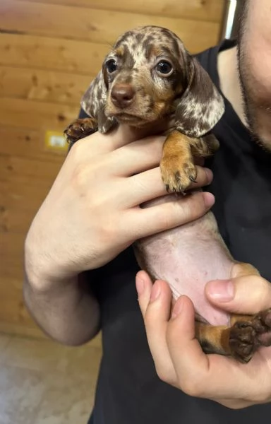 Cuccioli di bassotto Nano Kaninchen | Foto 2