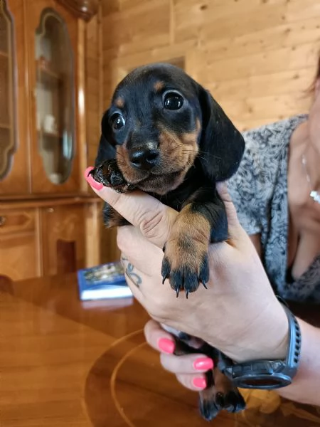 Cuccioli di bassotto Nano Kaninchen | Foto 1
