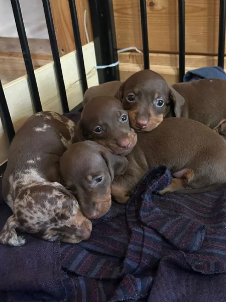 Cuccioli di bassotto Nano Kaninchen | Foto 0