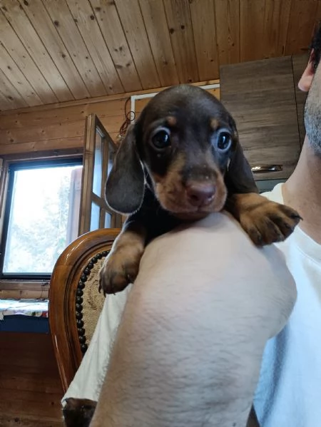 Cuccioli di bassotto Nano Kaninchen