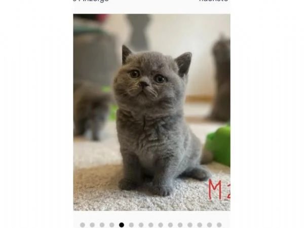 Gattini British Shorthair