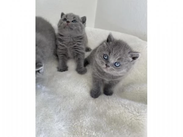 Cuccioli di gattini British Shorthair