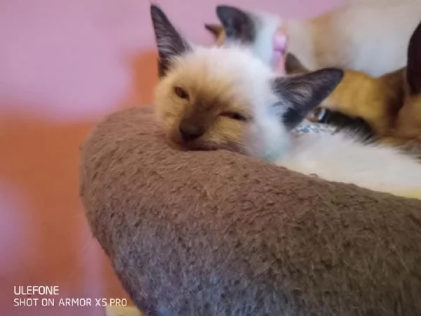 Adozione gattini Siamese 