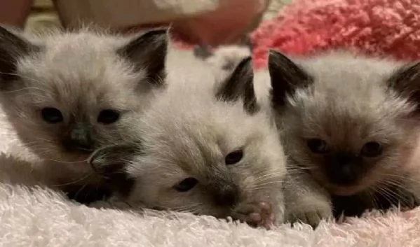 Adozione gattini Siamese 