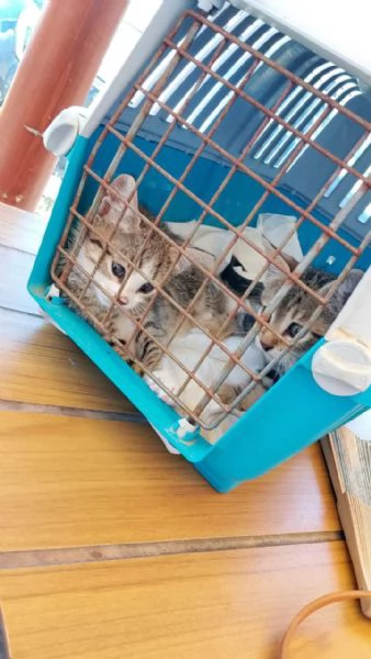 Adozione gattini Siamese 