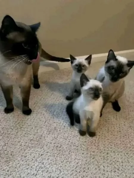 Adozione gattini Siamese 