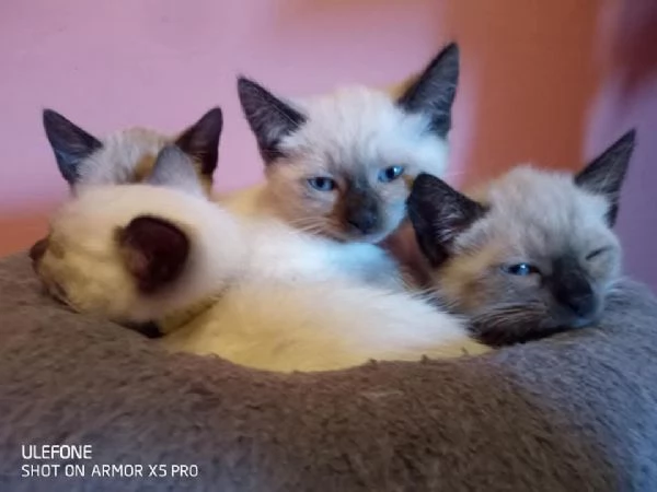 Adozione gattini Siamese 