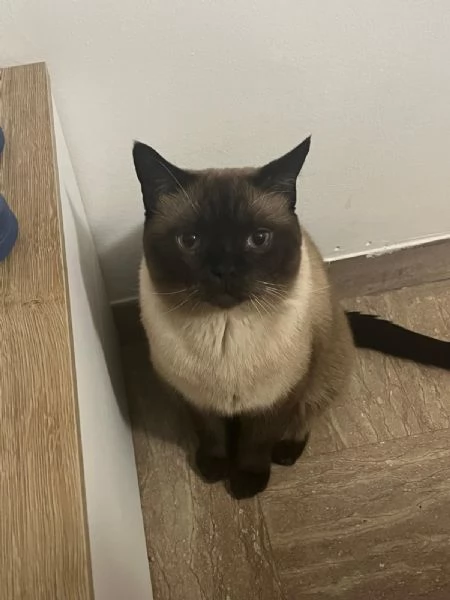 In cerca di una nuova casa  Gatto Siamese