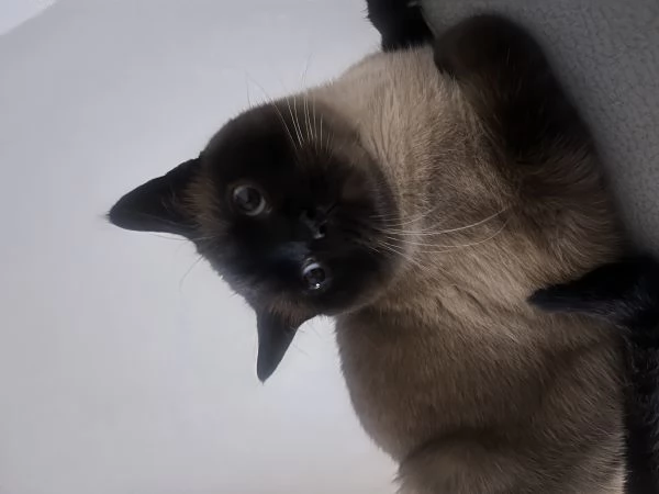 In cerca di una nuova casa  Gatto Siamese | Foto 1
