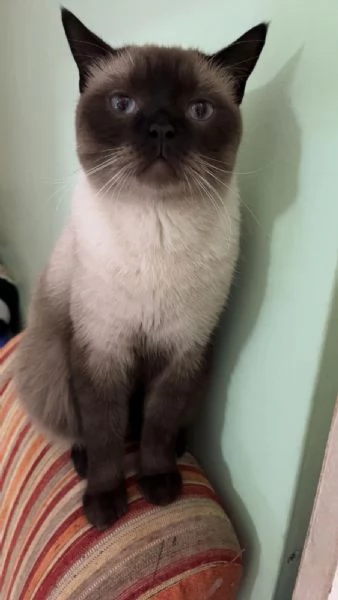 In cerca di una nuova casa  Gatto Siamese | Foto 0