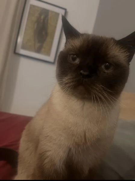 Gatto SiameseHimalayano in cerca di famiglia  5 anni  | Foto 0