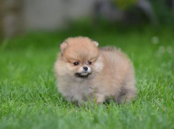 Pomerania Spitz  Bellissimi cuccioli