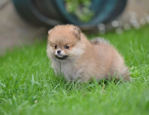 Pomerania Spitz  Bellissimi cuccioli | Foto 2