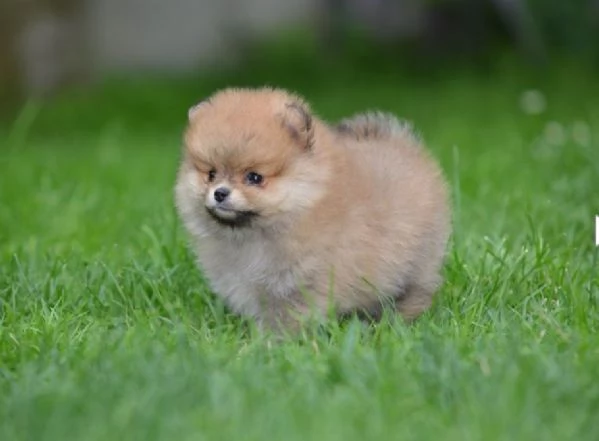 Pomerania Spitz  Bellissimi cuccioli | Foto 1
