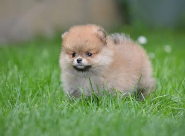 Pomerania Spitz  Bellissimi cuccioli | Foto 0