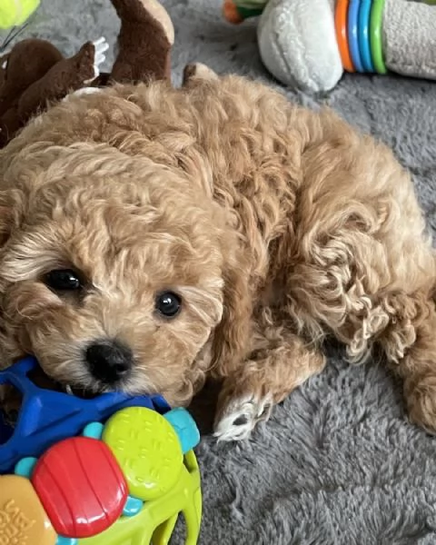  cuccioli di barboncini toy  | Foto 1