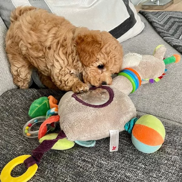  cuccioli di barboncini toy  | Foto 0