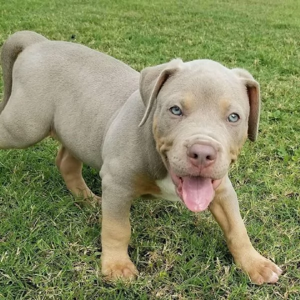 Ultimi tre cuccioli di Pitbull disponibili subito
