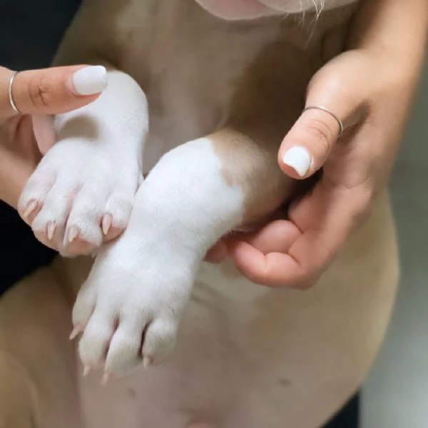 cuccioli di Pitbull disponibili | Foto 1
