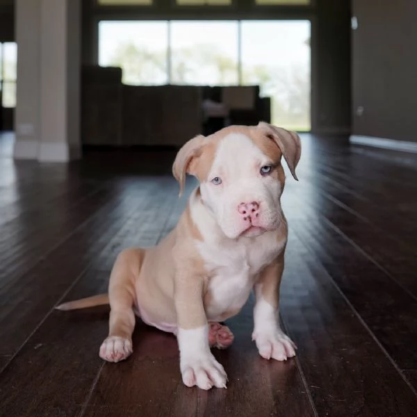 cuccioli di Pitbull disponibili | Foto 0