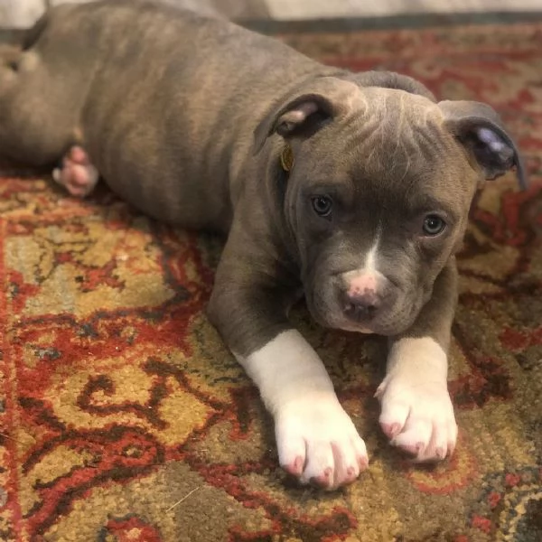 Vendo bellissimi cuccioli di pitbull | Foto 6