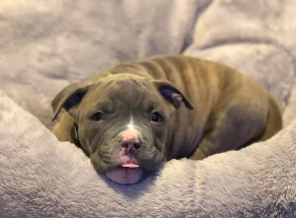 Vendo bellissimi cuccioli di pitbull | Foto 5