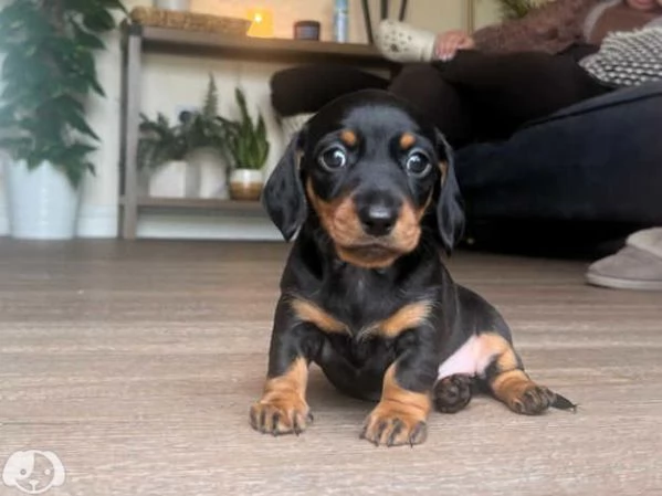 Splendidi cuccioli 