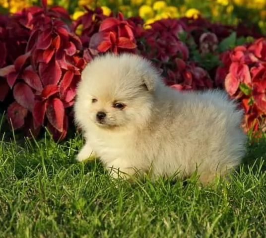 Pomeranian Toy cuccioli maschio e femmina