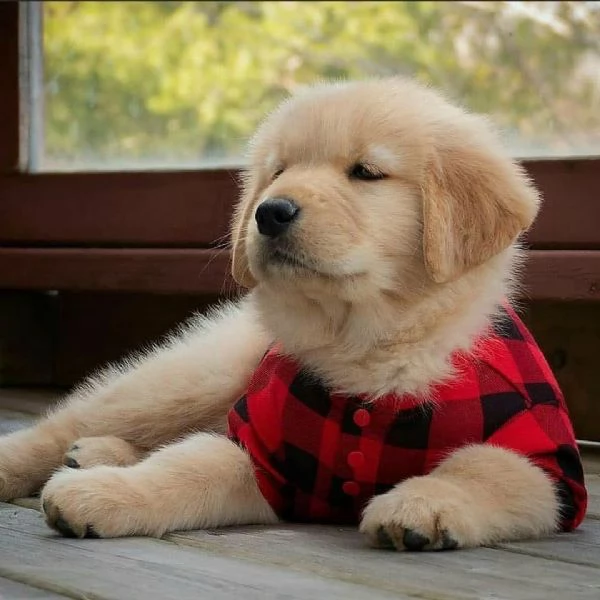 Golden retriever cuccioli maschio e femmina