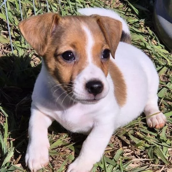 Jack Russell cuccioli maschio e femmina