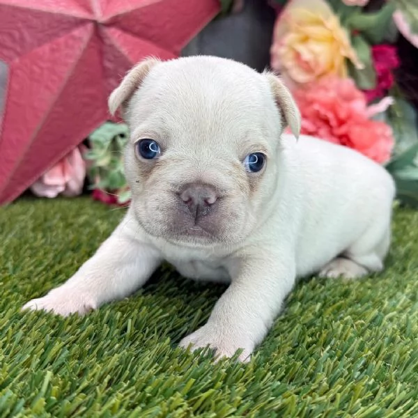 Bulldog Francese cuccioli maschio e femmina | Foto 0