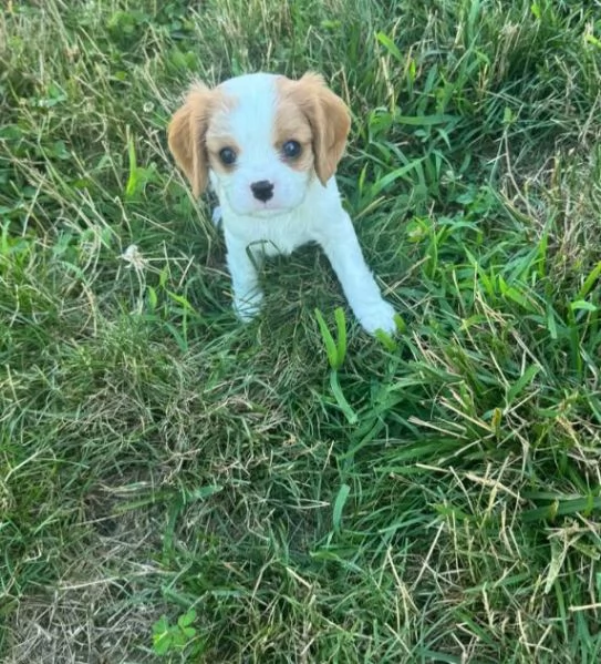 Cavalier King Charles cuccioli maschio e femmina