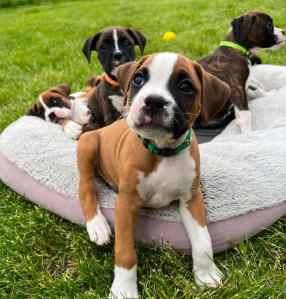 Boxer cuccioli maschio e femmina