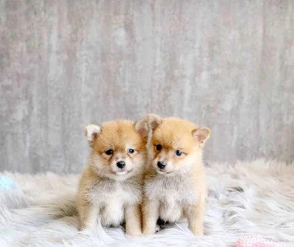 Shiba Inu cuccioli maschio e femmina