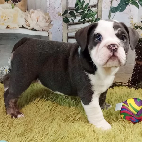 Bulldog Inglese cuccioli maschio e femmina