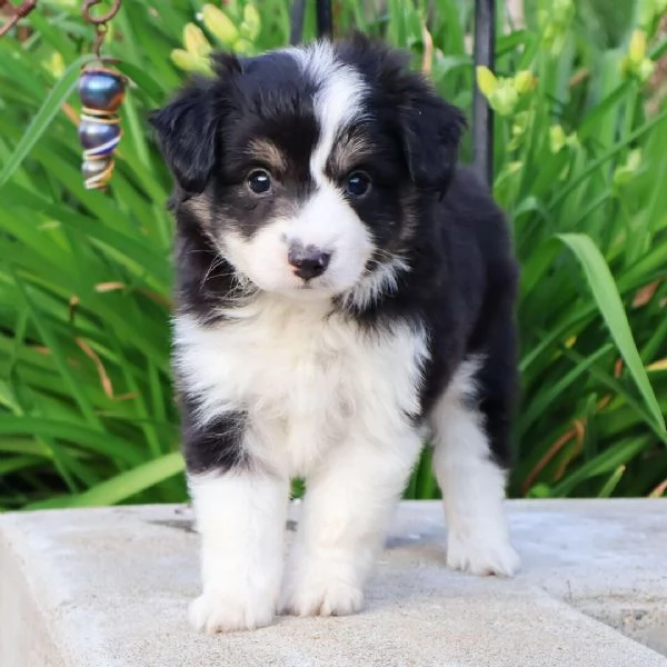 Australian shepherd cuccioli maschio e femmina