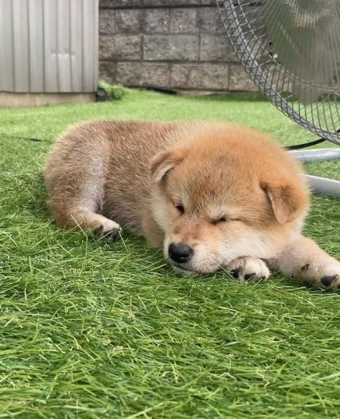 Offerta di adozione maschio e femmina  Shiba inu  | Foto 0