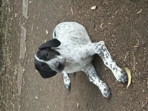 Cuccioli 