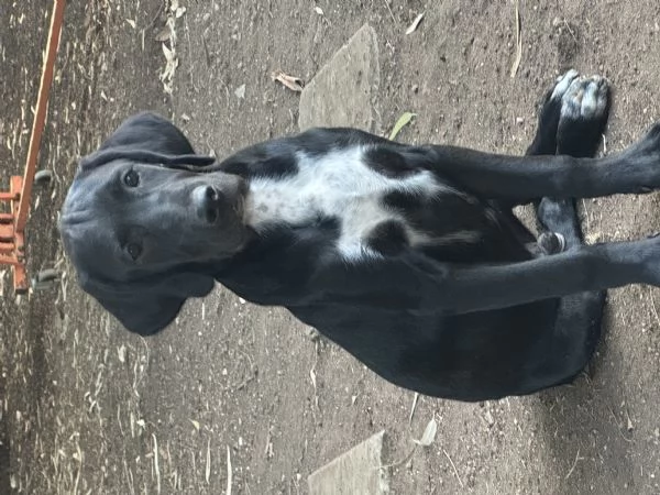 Cuccioli  | Foto 0