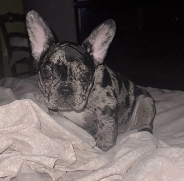Bulldog francese esotic merle