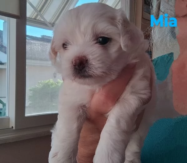 Cuccioli di Maltese 