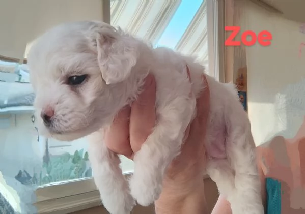 Cuccioli di Maltese  | Foto 2