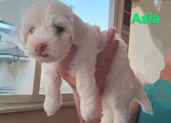 Cuccioli di Maltese  | Foto 1